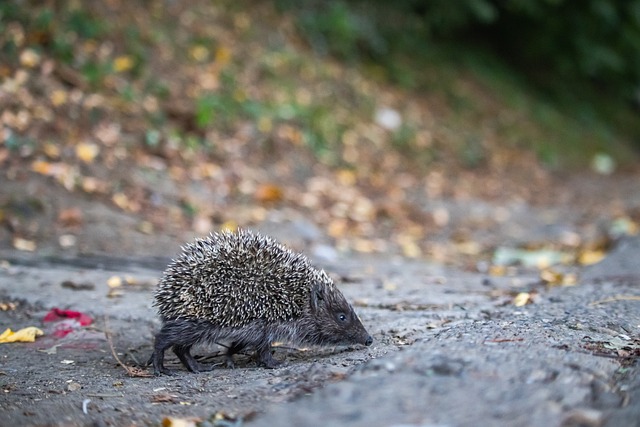 了强大的竞 了强大的竞